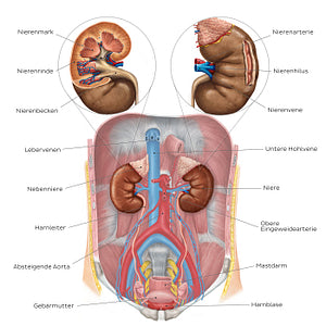 Urinary system - Overview (German)