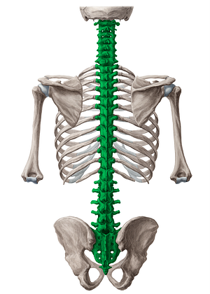 Vertebral column (#488)