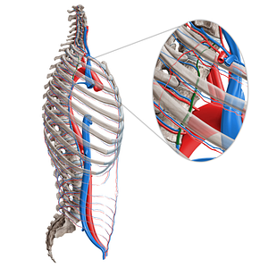 Superior intercostal vein (#10330)
