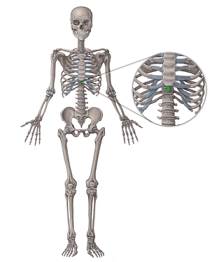 Xiphoid process of sternum (#8359)