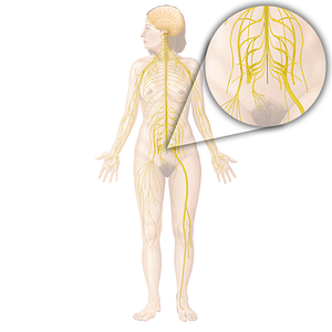 Filum terminale (#19765)