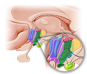 Intermediate hypothalamic area (#10876)