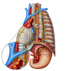 Brachiocephalic lymph nodes (#6970)