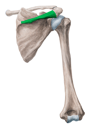 Spine of scapula (#9114)