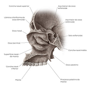 Midsagittal skull (septum removed) (Portuguese)