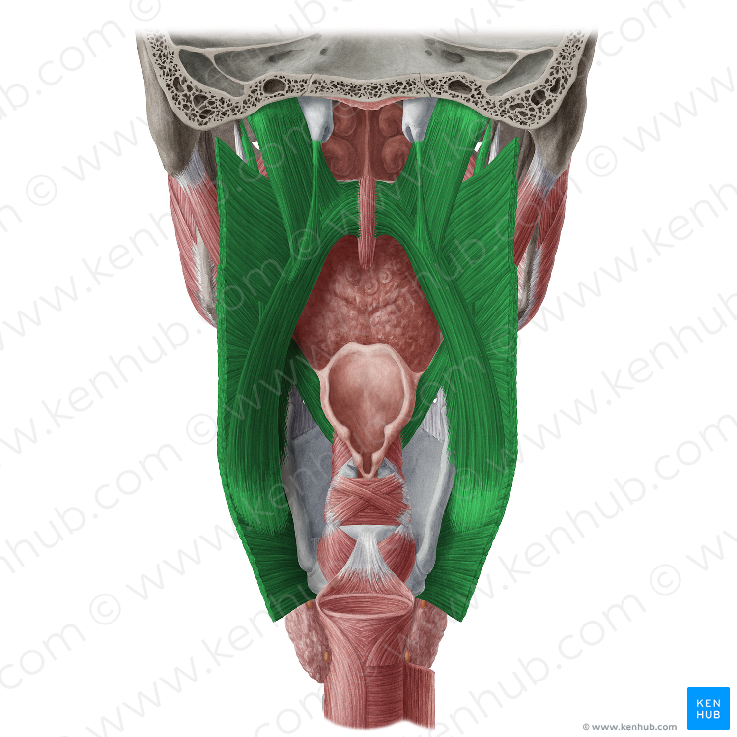 Pharyngeal muscles (20084) Kenhub Image License Store