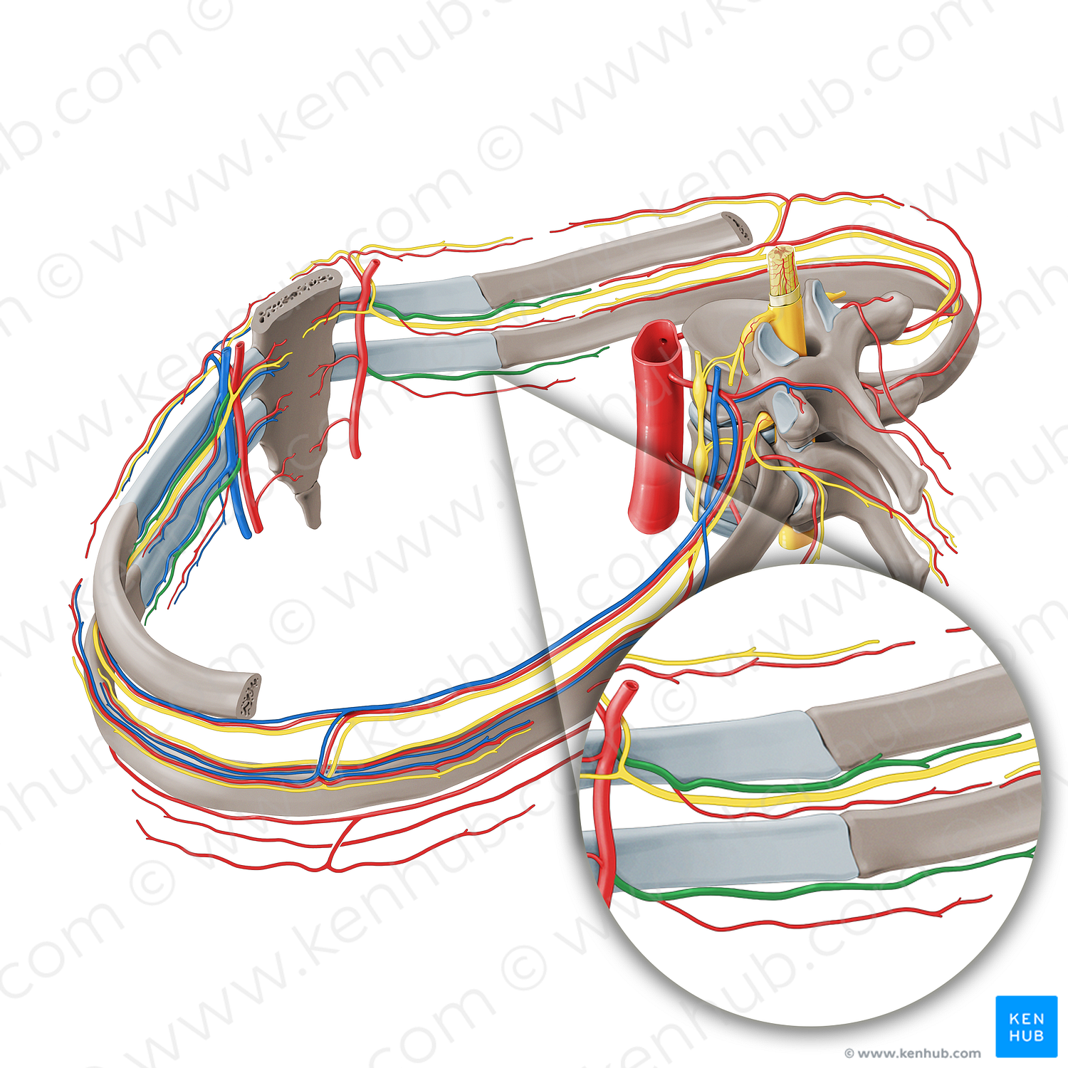 Anterior intercostal artery (1146) Kenhub Image License Store