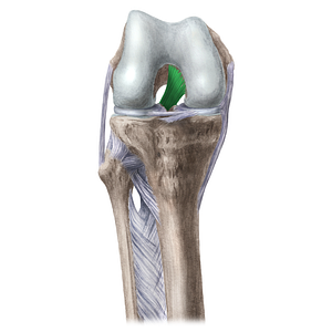 Posterior cruciate ligament (#4521)