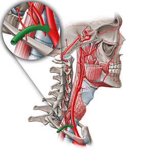 Subclavian artery (#1820)