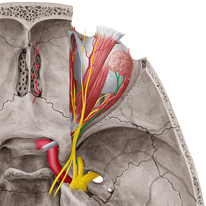 Lacrimal nerve (#6501)