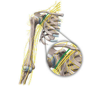 Lateral cord of brachial plexus (#3602)