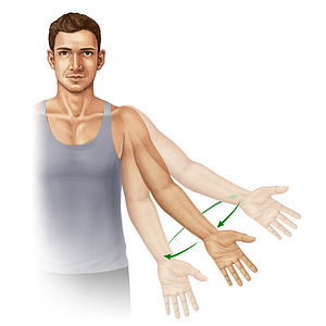 Circumduction of arm (#11009)
