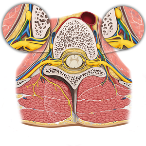 Gray ramus communicans of spinal nerve (#8638)