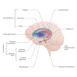 Basal ganglia (German)