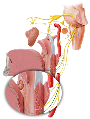 Lingual branches of glossopharyngeal nerve (#8499)