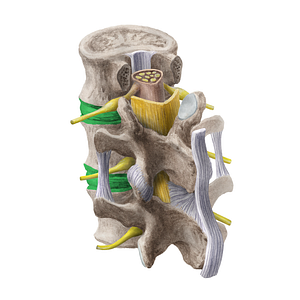 Intervertebral symphysis (#20202)
