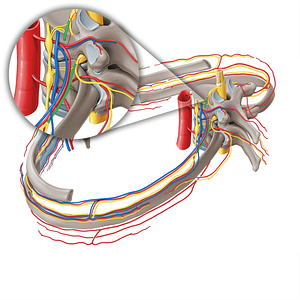 Anterior ramus of spinal nerve (#21261)