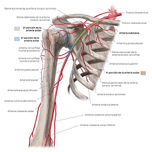 Arteries of the arm and the shoulder - Anterior view (Spanish)