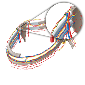 Perforating branches of internal thoracic vein (#19726)