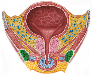 Inferior pubic ramus (#8713)