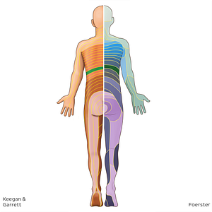 T10 dermatome (#20800)