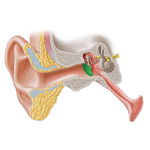 Tympanic membrane (#5056)