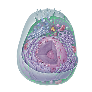 Cytoskeleton (#15315)