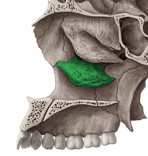 Inferior nasal concha (#2790)