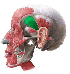 Temporoparietalis muscle (#18422)