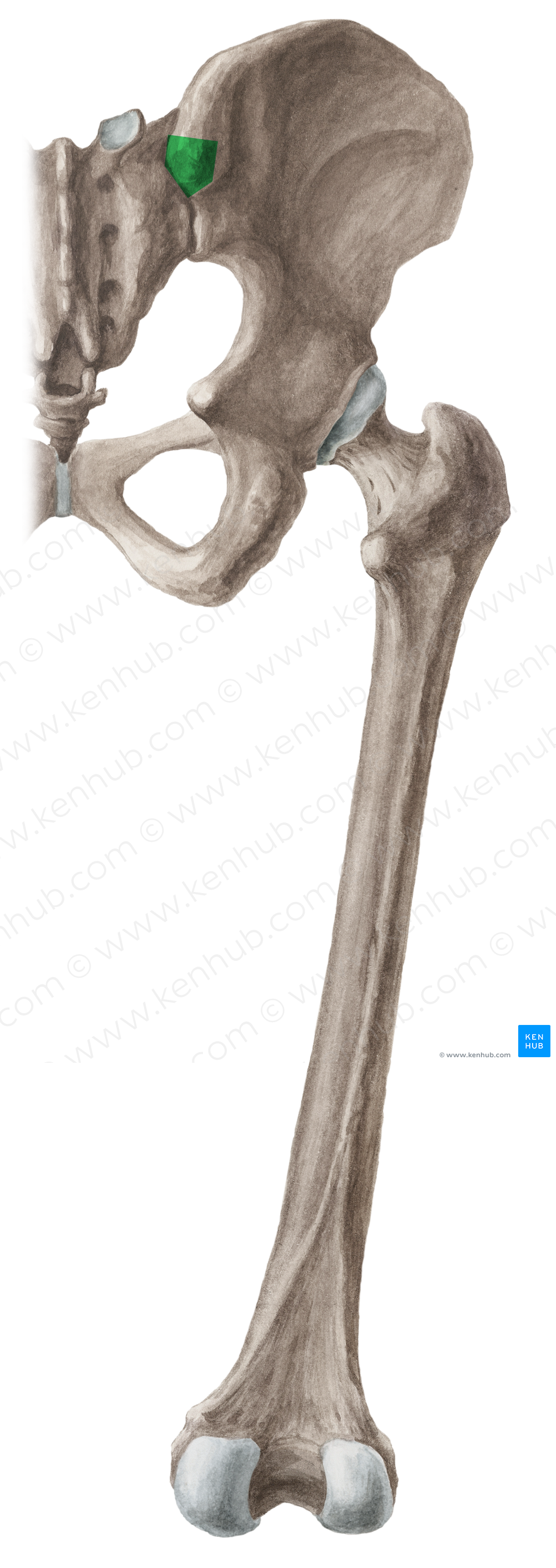 anatomy of the spine kenhub