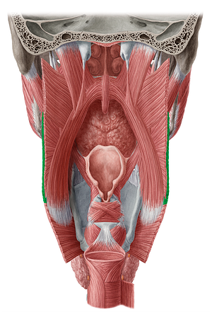 Thyropharyngeal part of inferior pharyngeal constrictor muscle (#7810)
