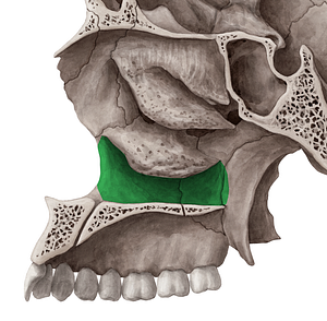 Inferior nasal meatus (#4986)