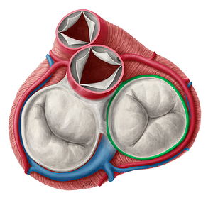 Fibrous ring of right atrioventricular valve (#675)