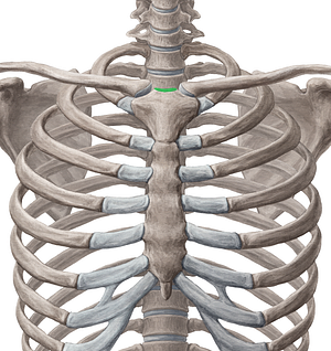 Jugular notch of sternum (#4297)