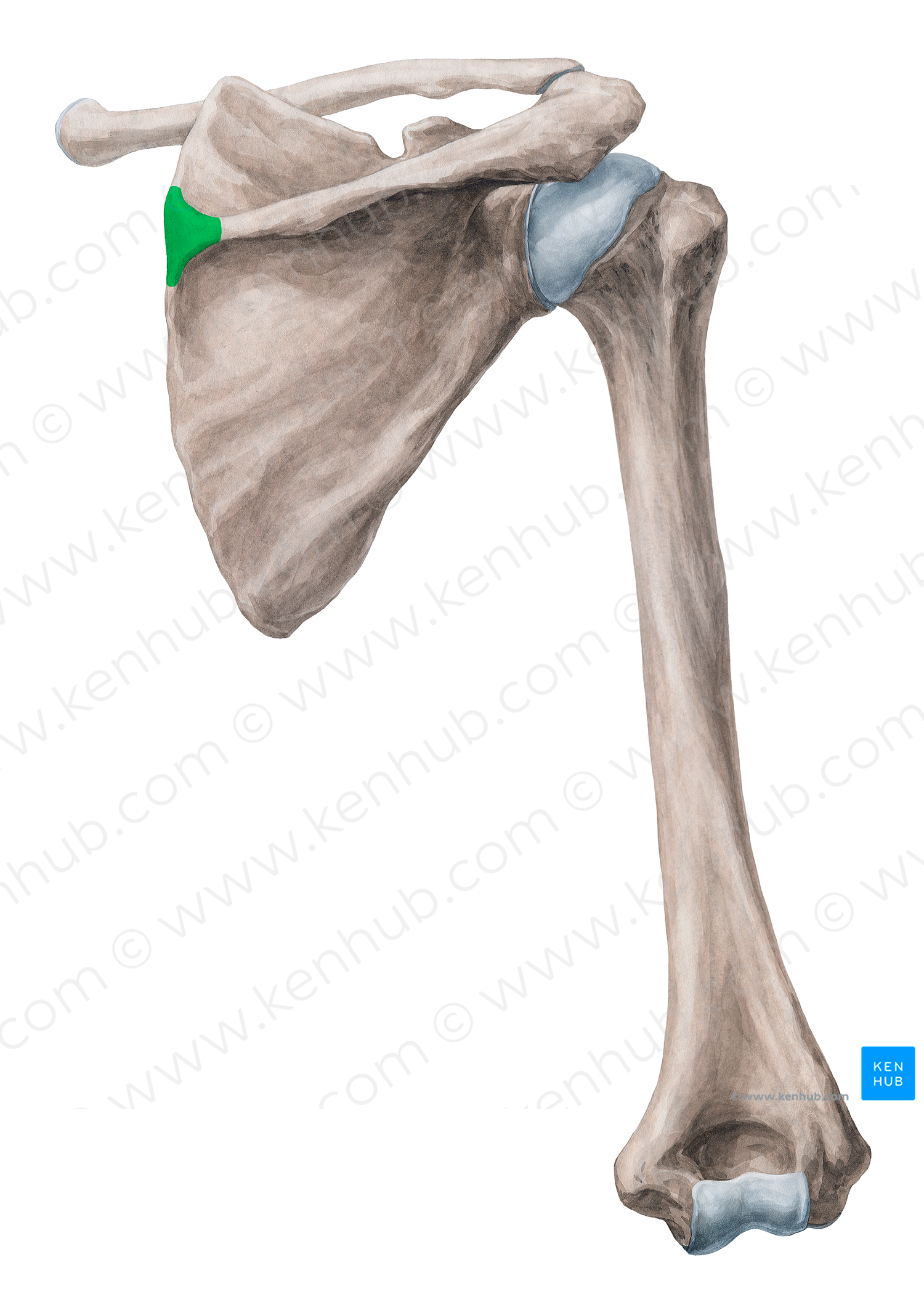 root-of-spine-of-scapula-18425-kenhub-image-license-store