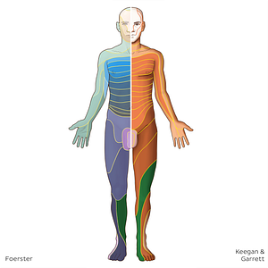 L4 dermatome (#20787)