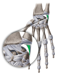 Ulnomeniscal homologue (#20963)