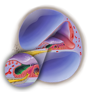 Inner spiral sulcus of cochlear duct (#19031)