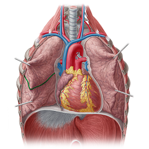 Horizontal fissure of right lung (#3653)