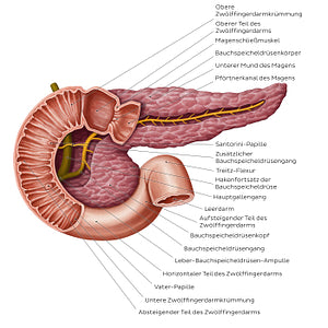 Pancreatic duct system (German)