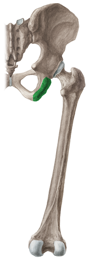 Ischial tuberosity (#9763)