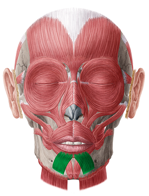 Depressor labii inferioris muscle (#5299)