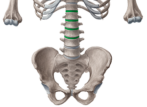 Intervertebral discs T12-L4 (#3270)