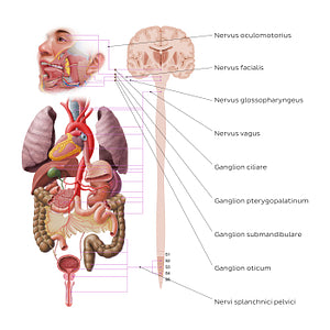 Autonomic nervous system - parasympathetic nervous system (Latin)