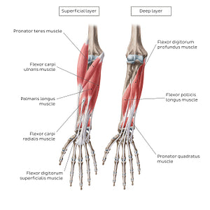 Flexors of the forearm (English)