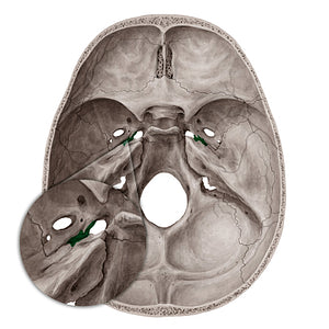 Carotid canal (#2312)