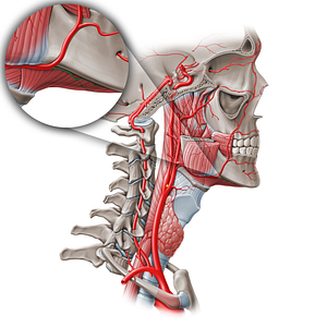 Submental artery (#1845)