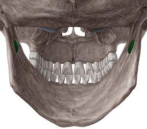 Inferior alveolar foramen of mandible (#3766)