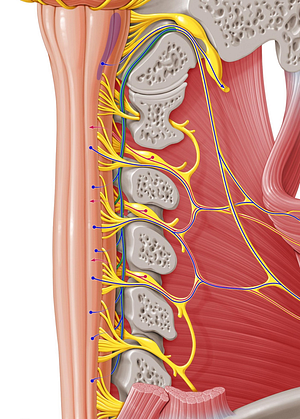 Spinal root of accessory nerve (#8465)