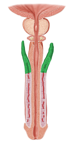 Crus of penis (#3165)